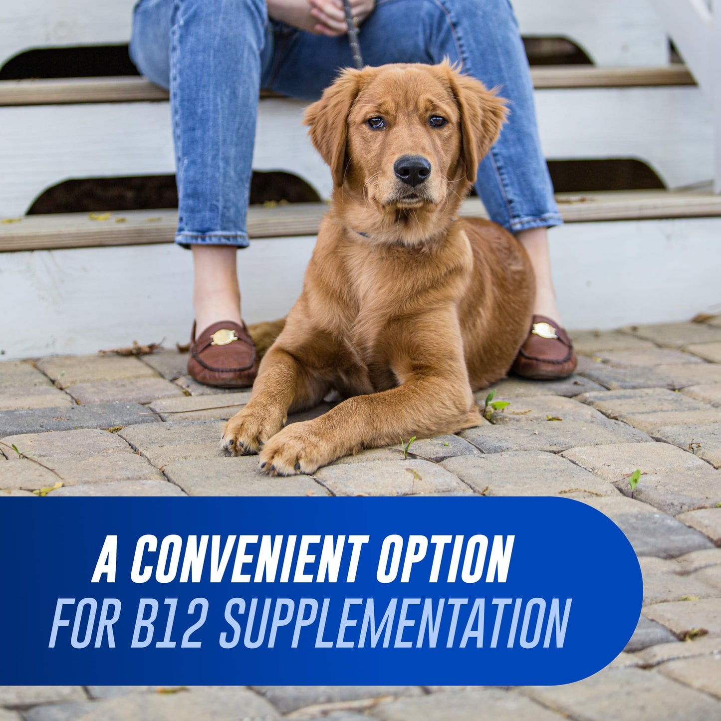 Nutramax Cobalequin B12 for Dogs, Oral Cobalamin Supplement with Folate, Vitamin B12 for Dogs Over 22 lbs., Supports GI Health, Chewable Tablets, 45 Count - Maple Wellness Supplements