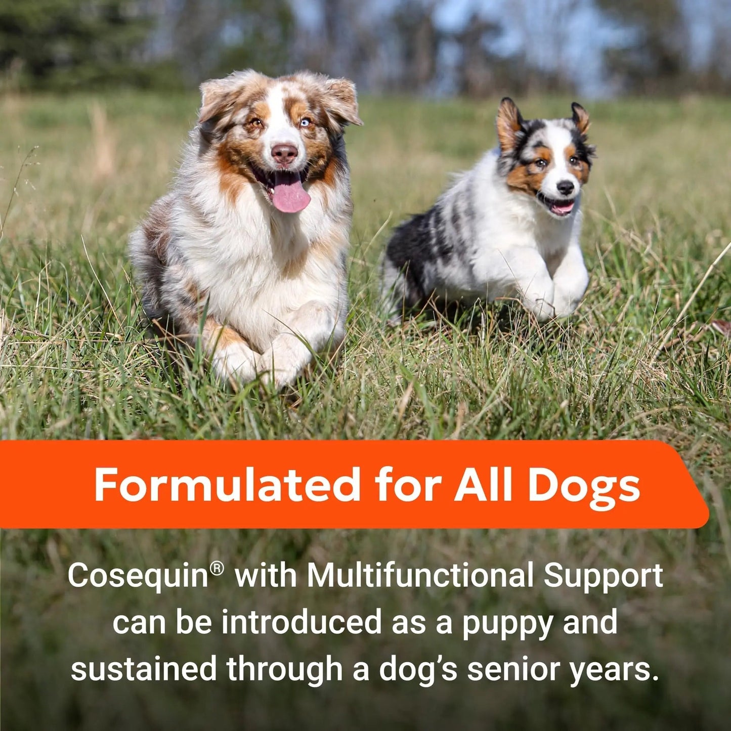 Nutramax Cosequin Joint Health Supplement with Multifunctional Support for Dogs, Soft Chews with Glucosamine, Chondroitin, Omega-3s, and Postbiotics, 90 Count - Maple Wellness Supplements