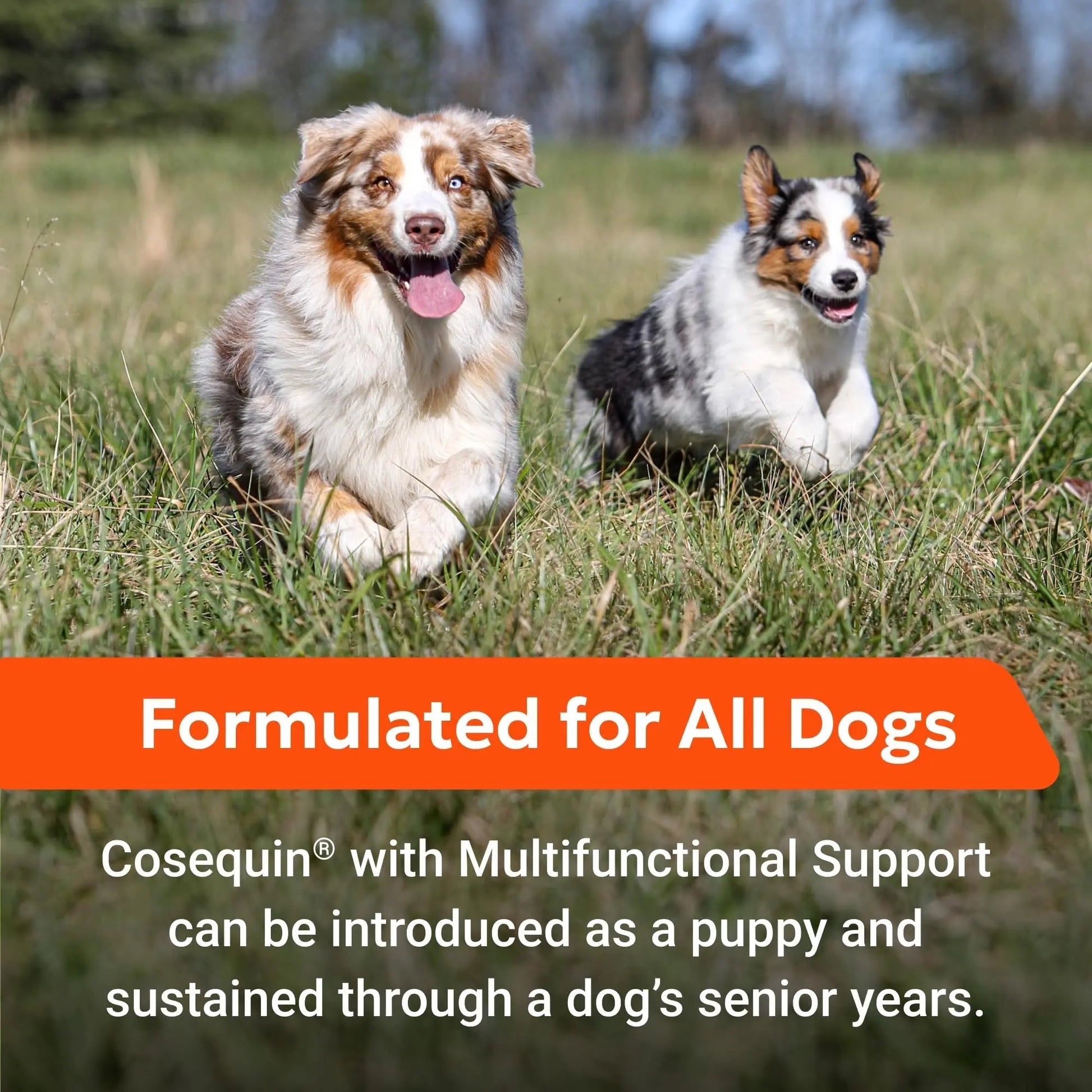 Nutramax Cosequin Joint Health Supplement with Multifunctional Support for Dogs, Soft Chews with Glucosamine, Chondroitin, Omega-3s, and Postbiotics, 90 Count - Maple Wellness Supplements