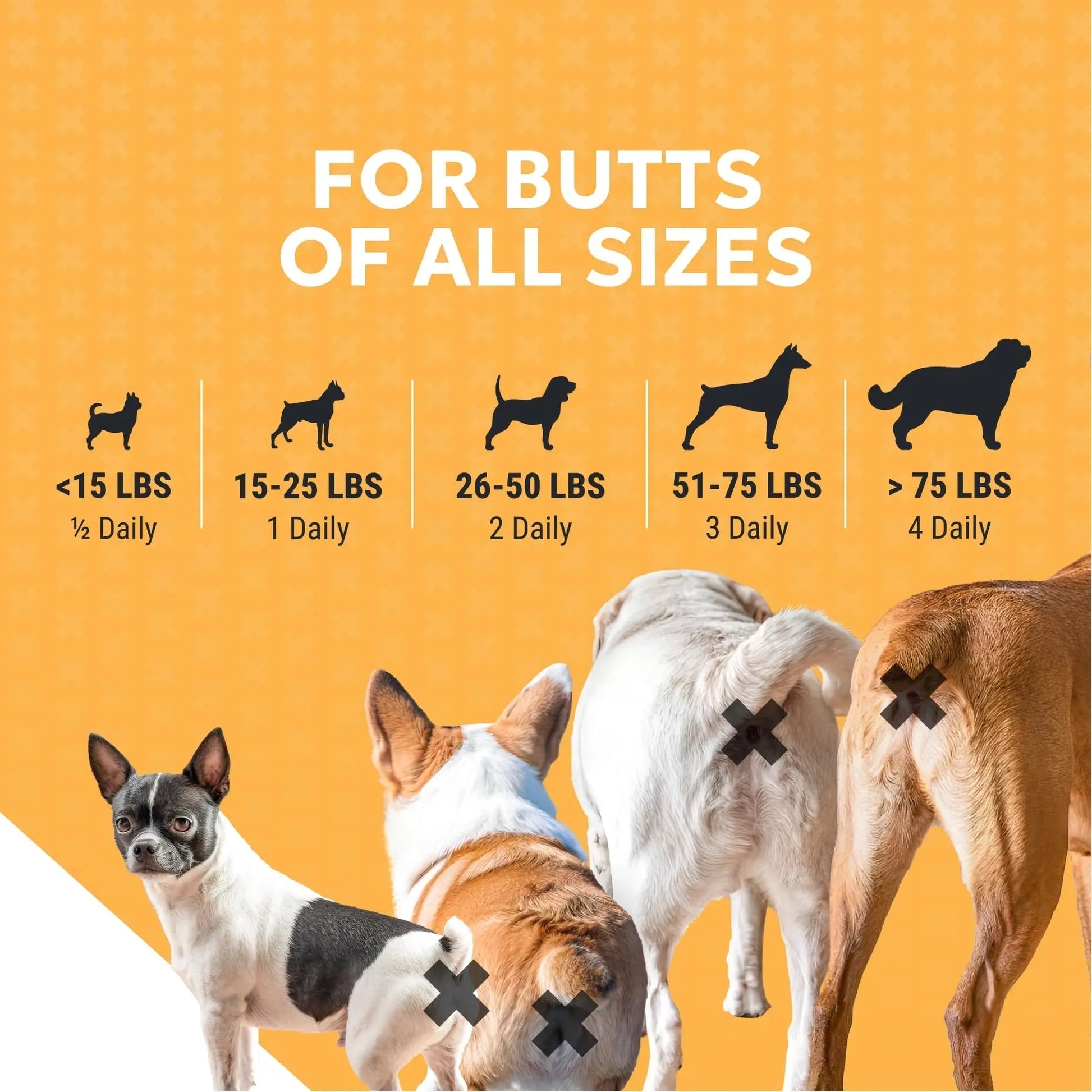 Nutramax Filaquin Anal Gland Supplement for Dogs, from The Same Company as Cosequin & Proviable, with Pre & Postbiotics and Psyllium Husk Fiber to Support Anal Gland Health, 90 Count Soft Chews - Maple Wellness Supplements