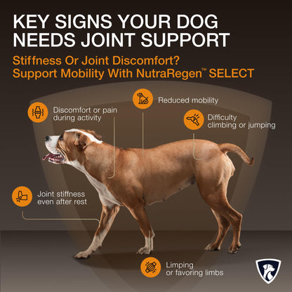 NutraRegen Select Senior Dog Joint Supplement 45 Scoops | Natural Glucosamine Chondroitin for Dogs with Collagen | Hip and Joint Powder | 7.7 Oz - Maple Wellness Supplements