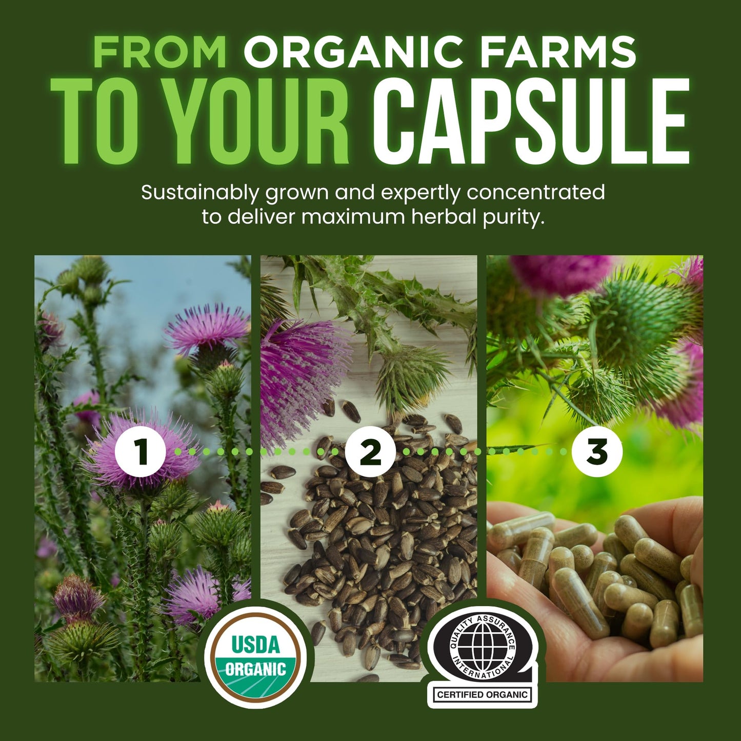 OmniBiotics Organic Milk Thistle Supplement 1500mg – 4X Concentrated Extract with Silymarin – High Potency Liver Detox & Support - Maple Wellness Supplements