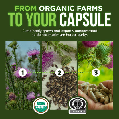 OmniBiotics Organic Milk Thistle Supplement 1500mg – 4X Concentrated Extract with Silymarin – High Potency Liver Detox & Support - Maple Wellness Supplements
