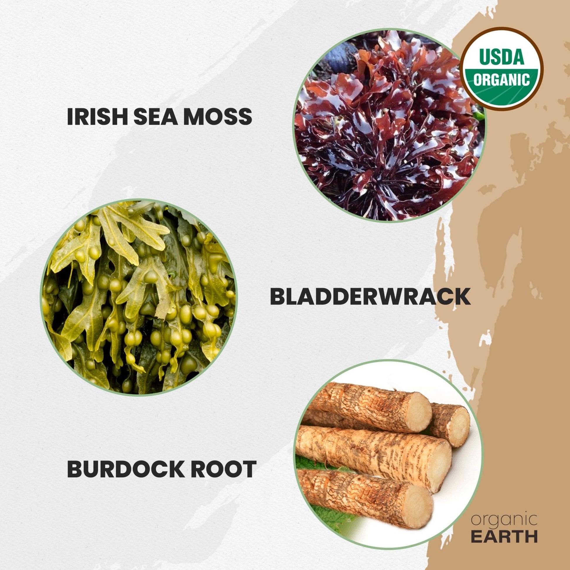 Organic Earth Irish Sea Moss Powder 8oz - Wildcrafted Sea Moss Organic with Bladderwrac - Maple Wellness Supplements