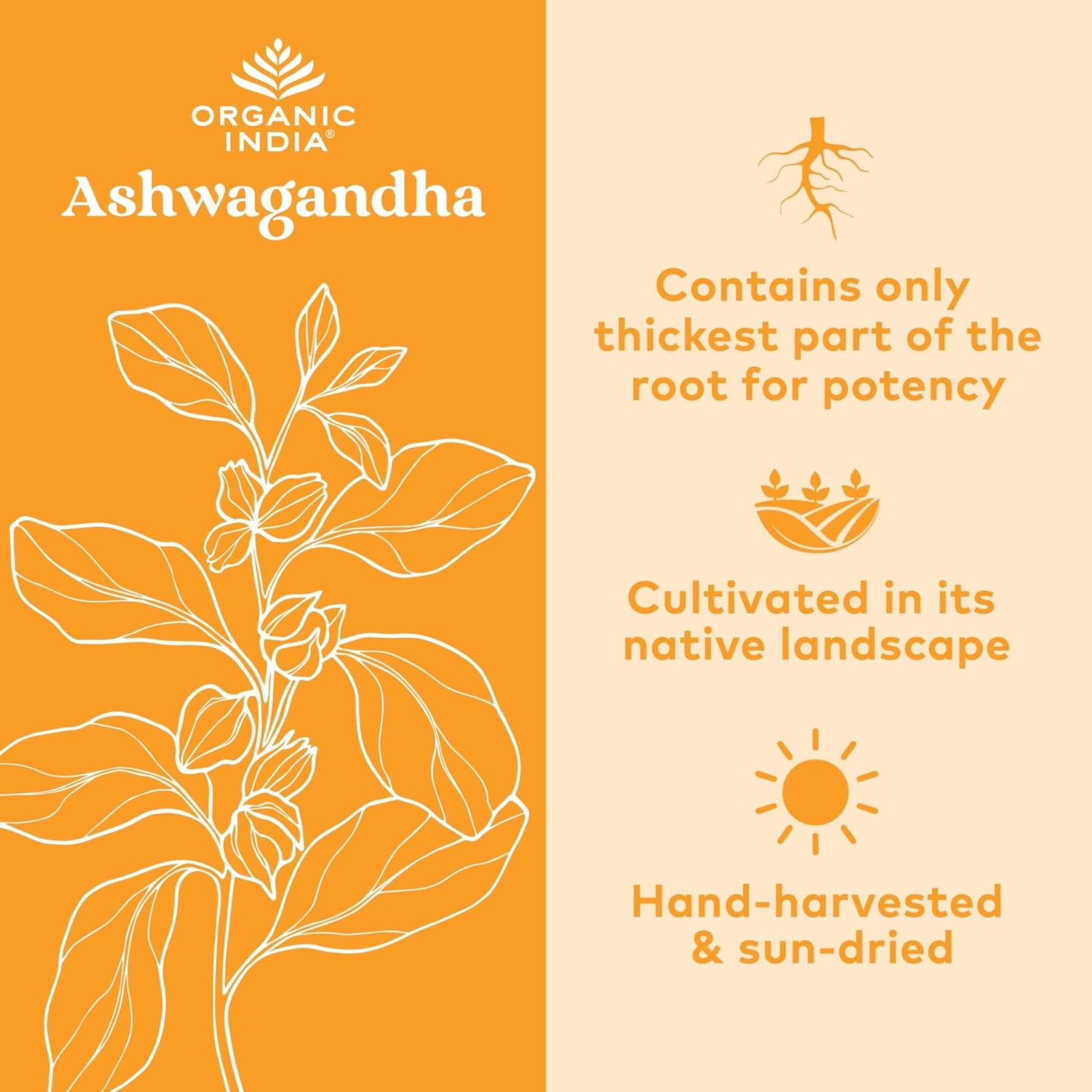ORGANIC INDIA Ashwagandha Capsules - Organic Ashwagandha Supplement - Vegan Ashwagandha Root, Gluten-Free, Kosher, Non-GMO, Supports Stress Relief, - Maple Wellness Supplements