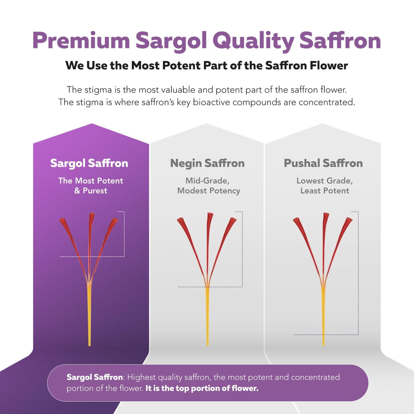 Organic Saffron Extract: Optimized Extract with Safromotivines, Safranal, and Crocins – Clinically Studied | Premium Persian Sargol Quality | Supports Mood, - Maple Wellness Supplements