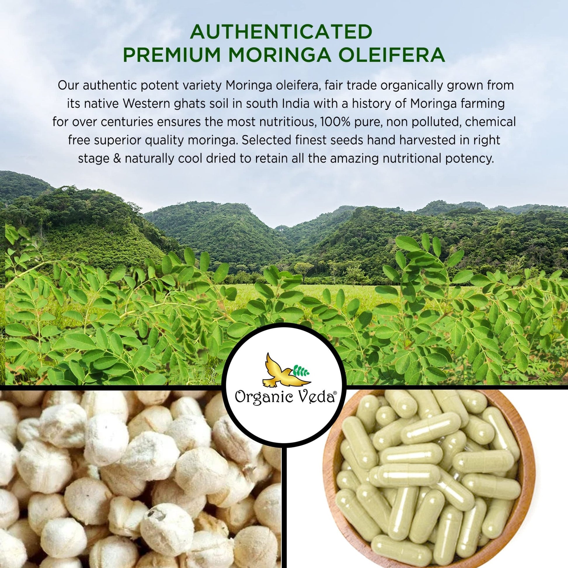 Organic Veda Moringa Seed Capsules - Pure Organic Moringa Capsules Seed Powder - Maple Wellness Supplements