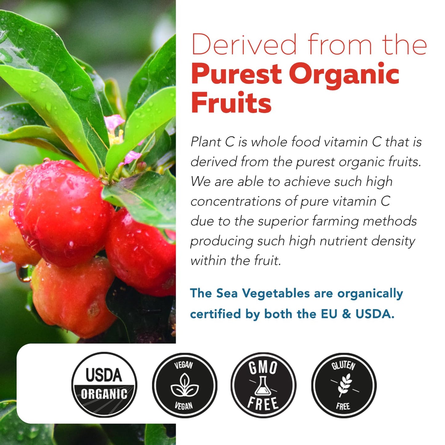 Organic Vitamin C | Whole Food Vitamin C from Fruit Plus Absorption Enhancing Cofactors - Vegan, Enhanced Bioavailability - Immune Support - Maple Wellness Supplements