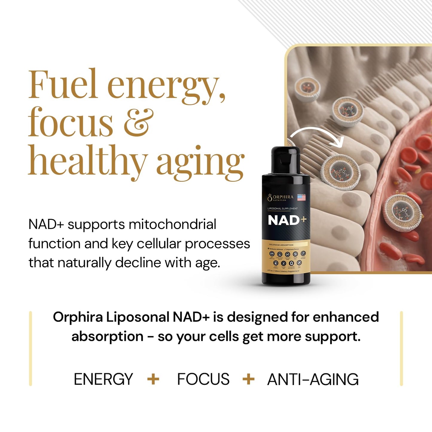 Orphira Liquid Liposomal NAD+ Supplement - 10x Better Absorption for Cellular Energy, Mental Clarity, Healthy Aging & Vitality Support - Enhanced NAD Plus, Vegan, Non-GMO - 30 Servings (4 fl oz) - Maple Wellness Supplements