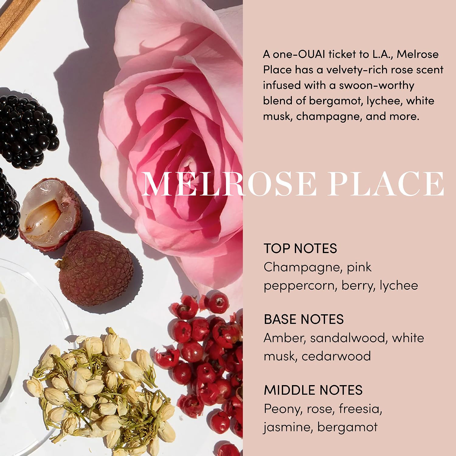 OUAI Scalp & Body Scrub, Melrose Place - Exfoliating Body Scrub with Sugar & Coconut Oil Blend for Smooth, Moisturized Skin - Gentle Scalp Exfoliator for Removing Product Build Up (8.8 Oz) - Maple Wellness Supplements