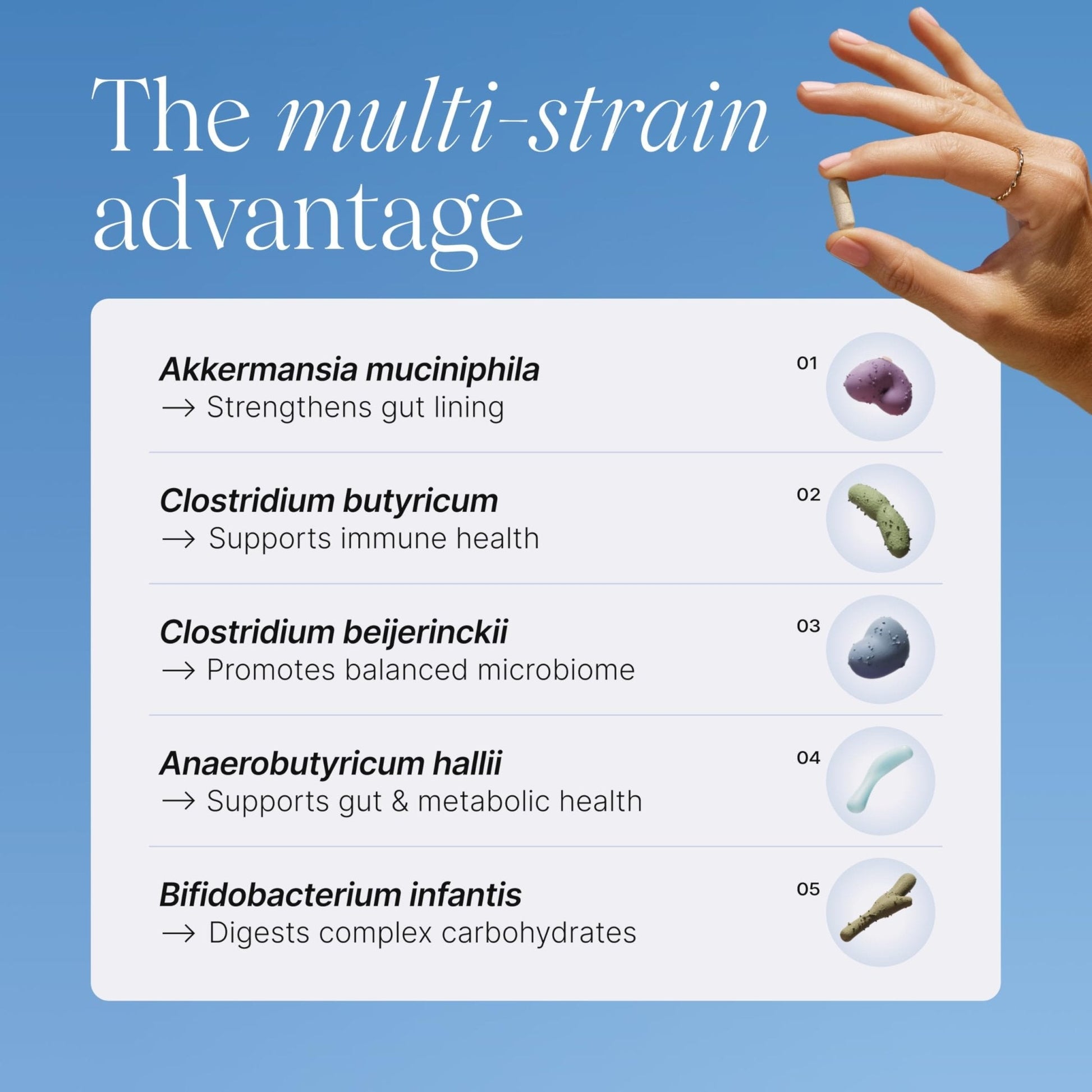 Pendulum Metabolic Daily - Multi-Strain Probiotic with Akkermansia muciniphila to Support Metabolism and Sustain Energy Levels - Maple Wellness Supplements