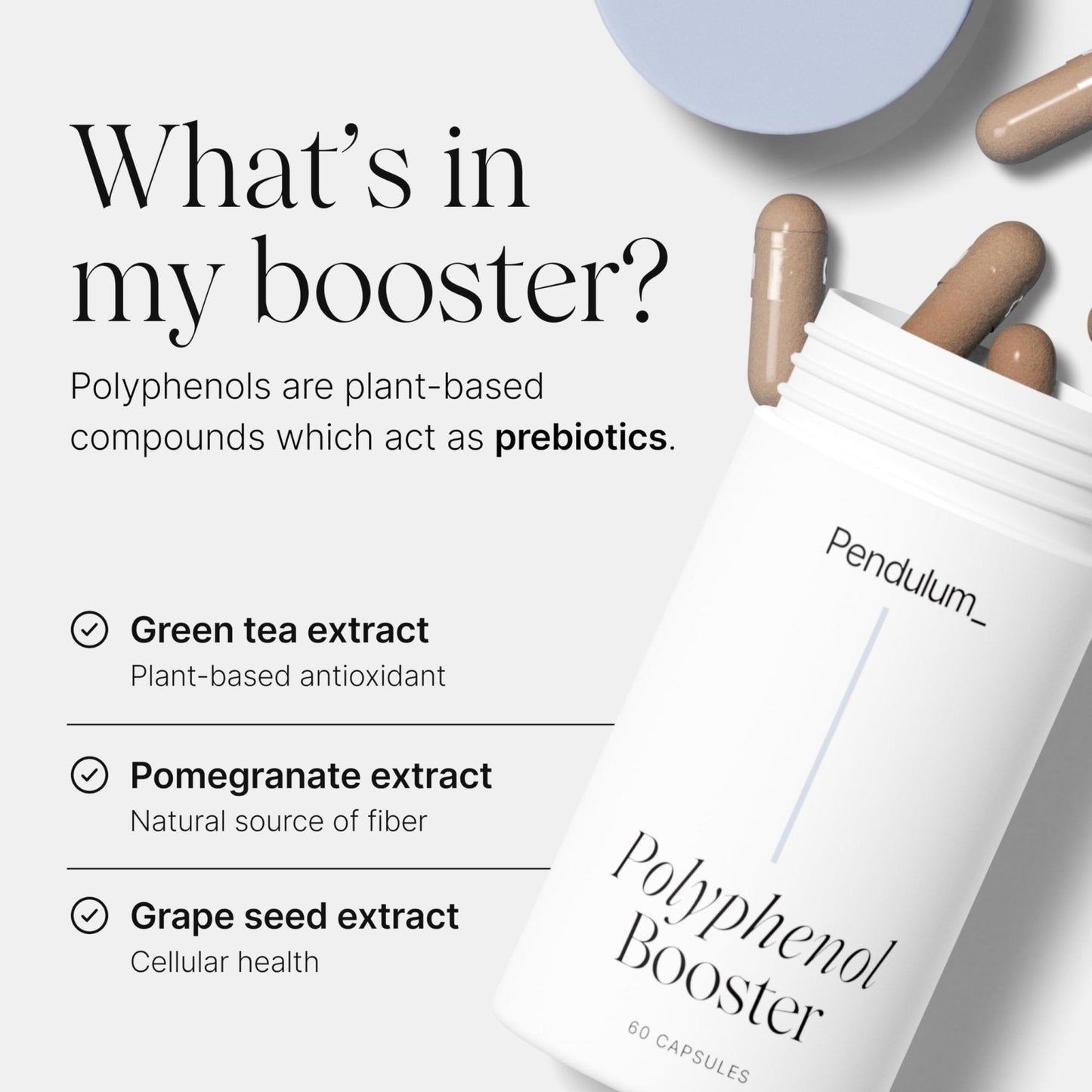 Pendulum Polyphenol Booster, Antioxidant from Superfoods, Beneficial Plant Compounds for Good Health, Helps Boost Akkermansia Muciniphila for Men & Women (60 Capsules, 1-Pack) - Maple Wellness Supplements