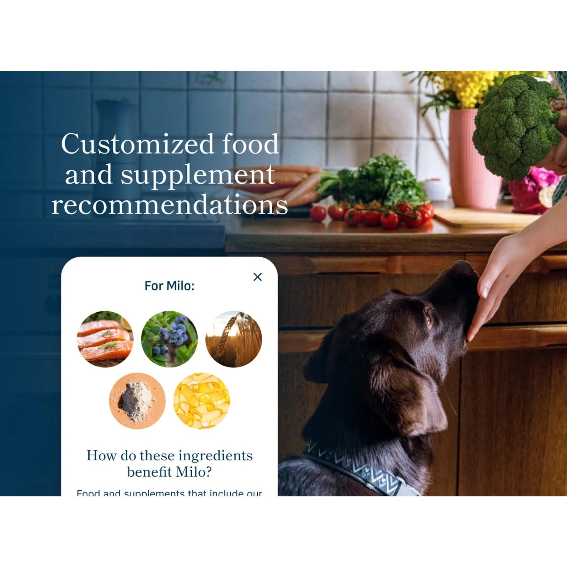 Petivity Microbiome Analysis Kit — Basic for Cats and Dogs, Powered by Purina - 4.8 oz. Box - Maple Wellness Supplements