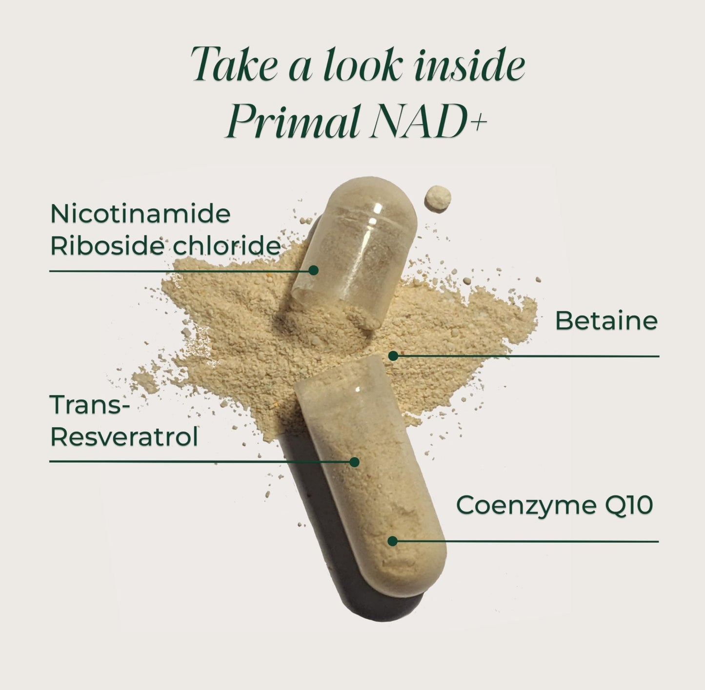 Primal Harvest NAD+ Supplement: Nicotinamide Riboside, Trans-Resveratrol, Betaine, CoQ10, NAD Supplements for Cellular Health, Energy, and Mitochondrial Support - Maple Wellness Supplements