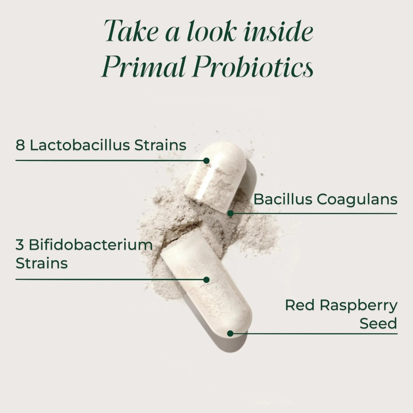 Primal Harvest Probiotics for Women & Men Daily Probiotic Supplement with 12 Strains for Gut & Digestive Health 30 Capsules - Maple Wellness Supplements