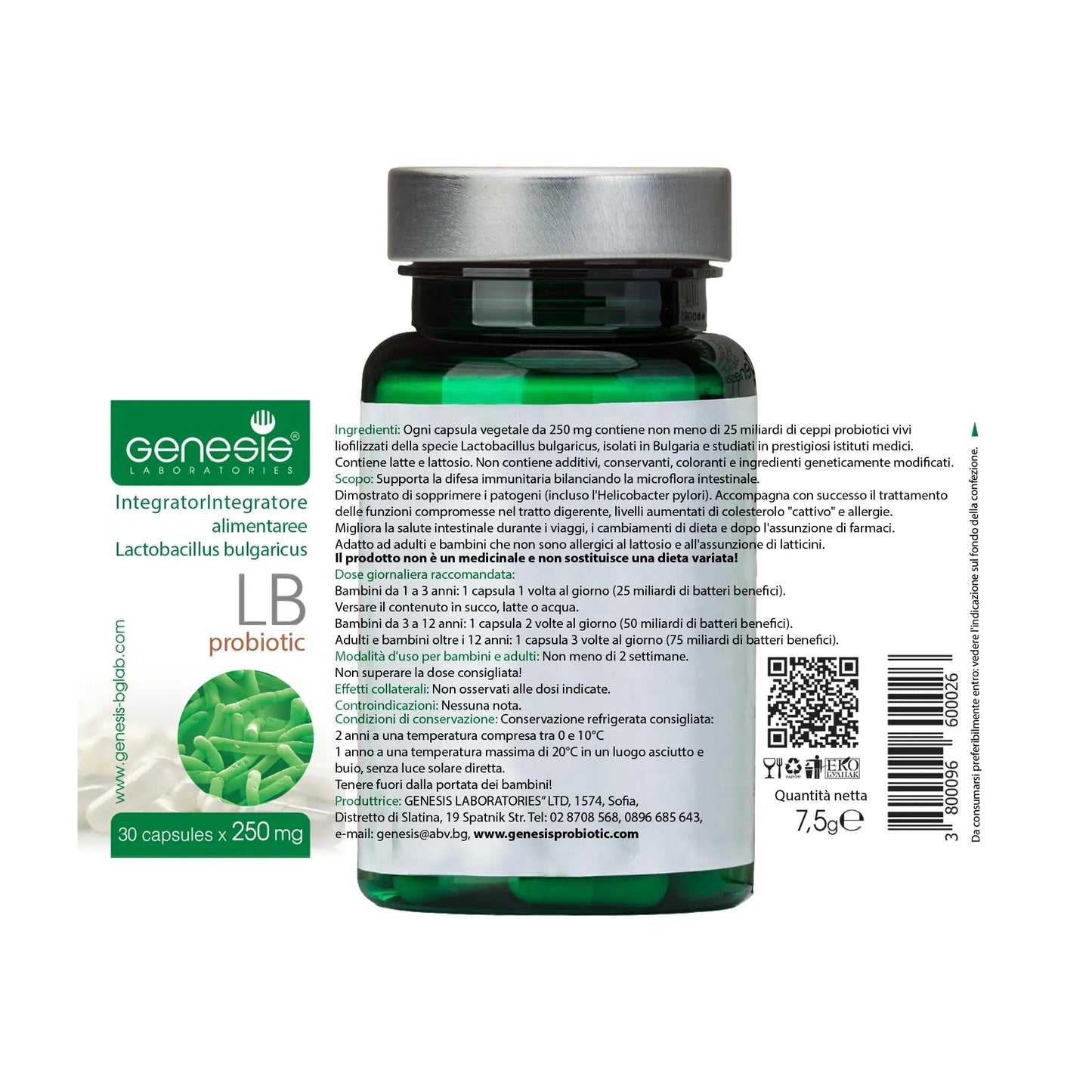 Probiotic Lactobacillus Supplement 30 Capsules with Lactobacillus Bulgaricus 250 mg Probiotic Digestive Immune Support Gut Health Probiotics for Digestive Health Anti Bloating - Maple Wellness Supplements