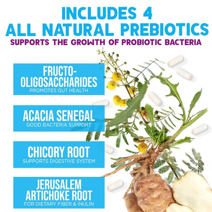 Probiotics 100 Billion CFU Per Serving - 10 Probiotic Strains & Prebiotics - Digestive Gut Health, Immune Support & Occasional Constipation, Gas & Bloating - Daily Supplement For Adults - 60 Capsules - Maple Wellness Supplements