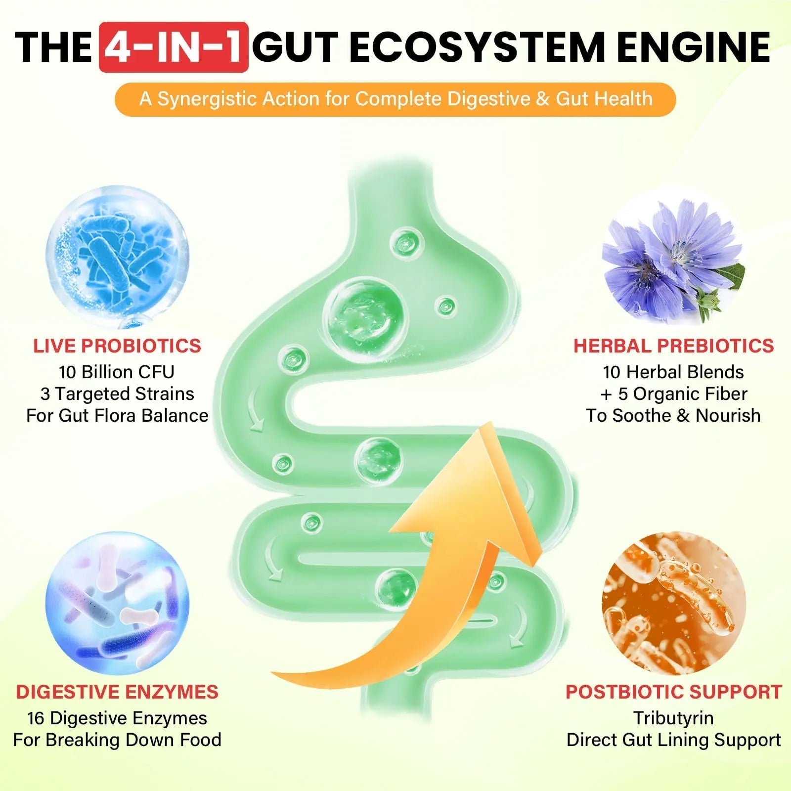 Probiotics for Women and Men, with 15 Prebiotics, 16 Digestive Enzymes & Postbiotics - Probiotics for Digestive Health & Bloating, Probiotic Gummies for Gut Health & Immunity, Sugar-Free, 60 Gummies - Maple Wellness Supplements