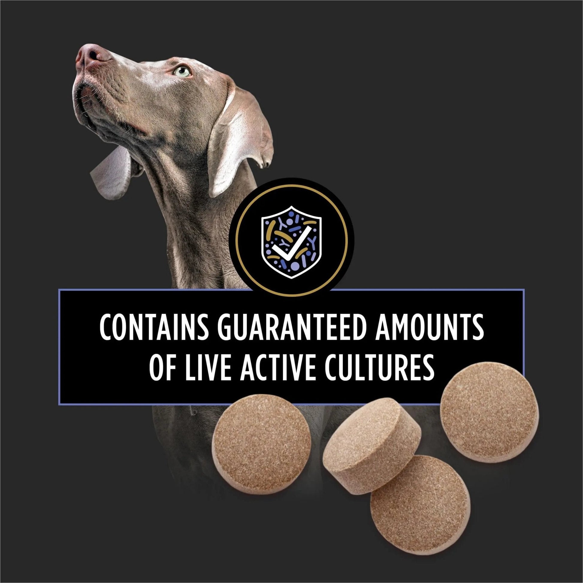 Purina Pro Plan Veterinary Supplements FortiFlora Daily Probiotics for Dogs Chewable Tablets for Digestive Gut Health and Diarrhea - 90 ct. Canister - Maple Wellness Supplements