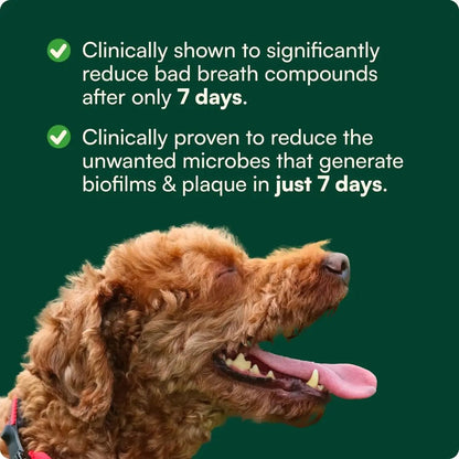 Reggie Dental Powder for Dogs | Reduce Bad Breath in 7 Days, Plaque & Tartar Control | Natural Dog Dental Supplement | Postbiotic Formula with Organic Kelp | Vet-Approved & Made in USA | 60 Servings - Maple Wellness Supplements