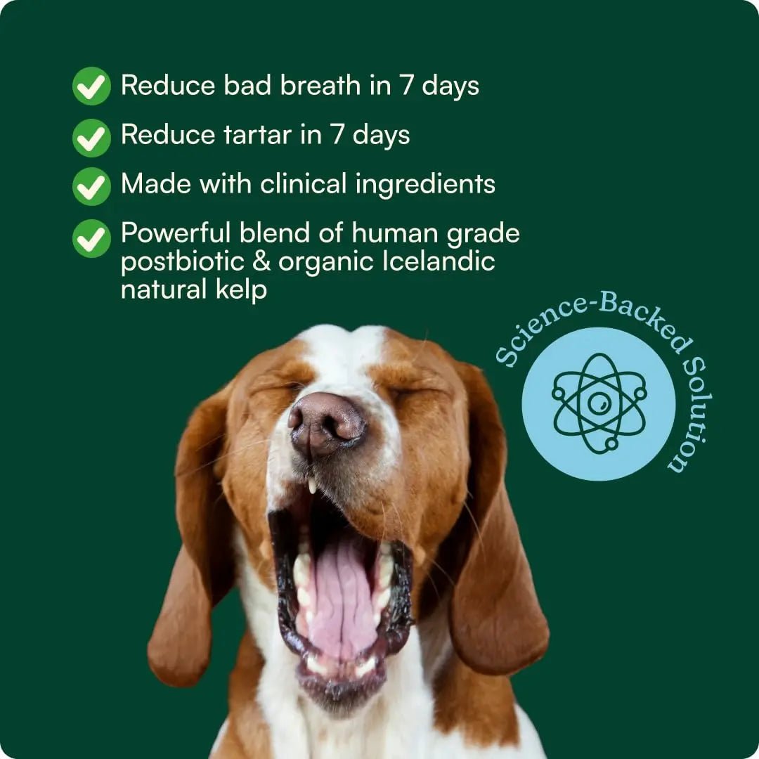 Reggie Dental Powder for Dogs | Reduce Bad Breath in 7 Days, Plaque & Tartar Control | Natural Dog Dental Supplement | Postbiotic Formula with Organic Kelp | Vet-Approved & Made in USA | 60 Servings - Maple Wellness Supplements