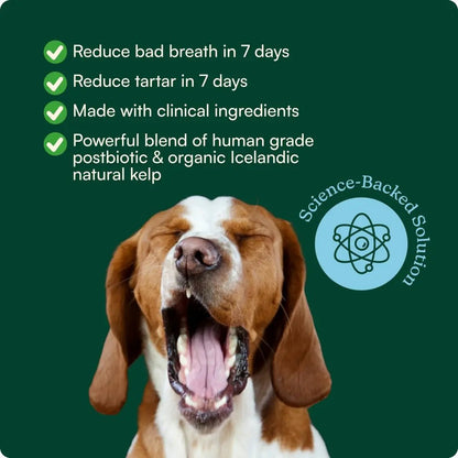 Reggie Dental Powder for Dogs | Reduce Bad Breath in 7 Days, Plaque & Tartar Control | Natural Dog Dental Supplement | Postbiotic Formula with Organic Kelp | Vet-Approved & Made in USA | 60 Servings - Maple Wellness Supplements