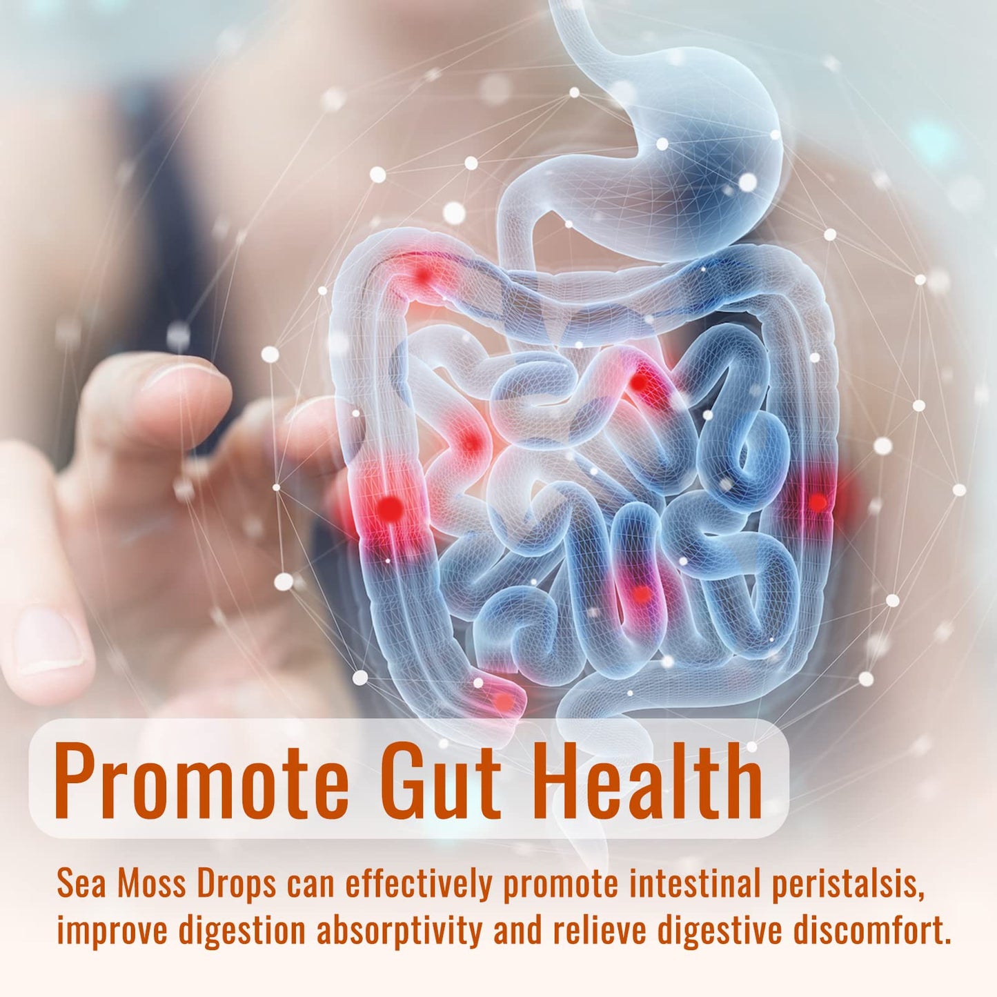 Sea Moss Liquid Drops: Organic Irish Sea Moss 2500mg with Turmeric, Bladderwrack - Maple Wellness Supplements