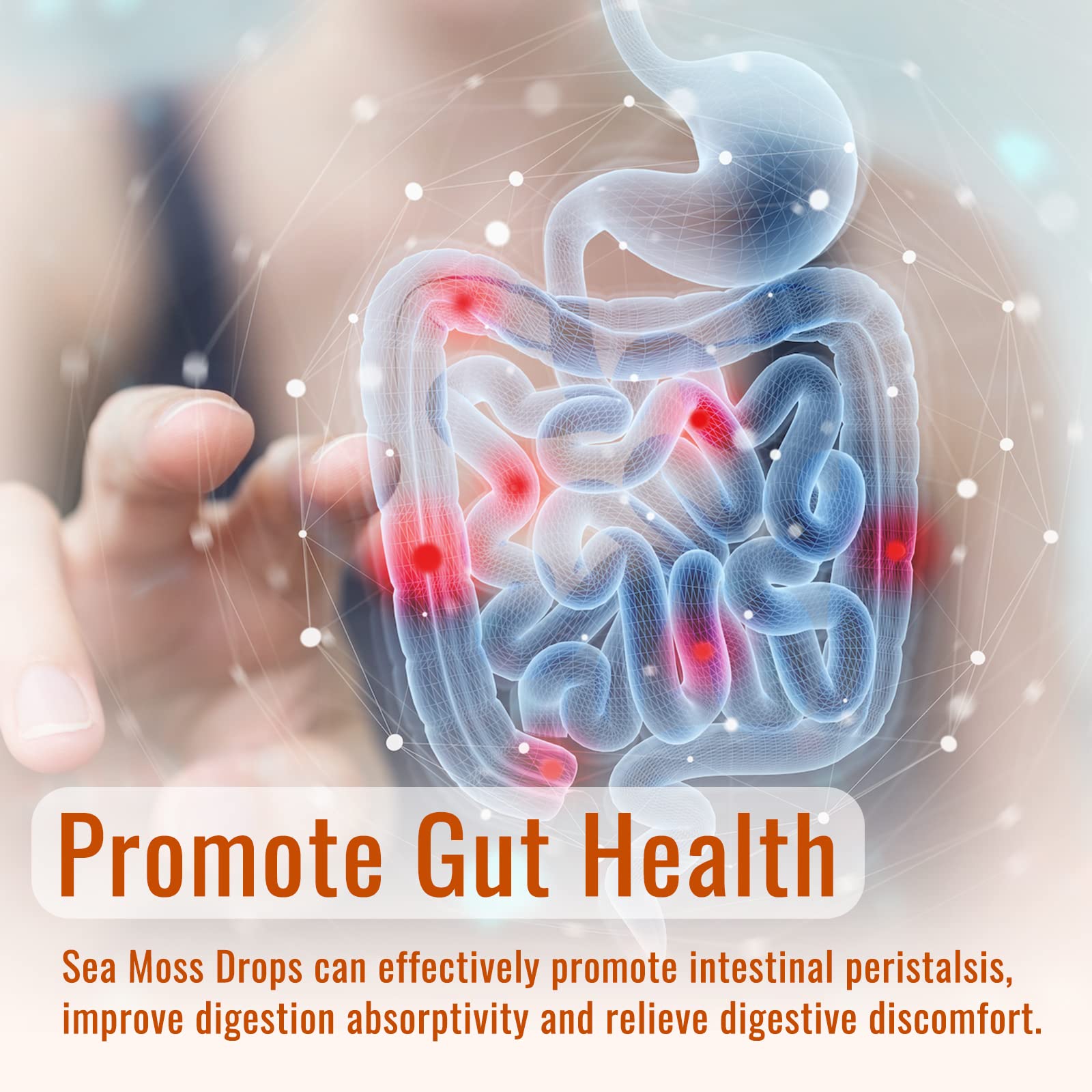 Sea Moss Liquid Drops: Organic Irish Sea Moss 2500mg with Turmeric, Bladderwrack - Maple Wellness Supplements