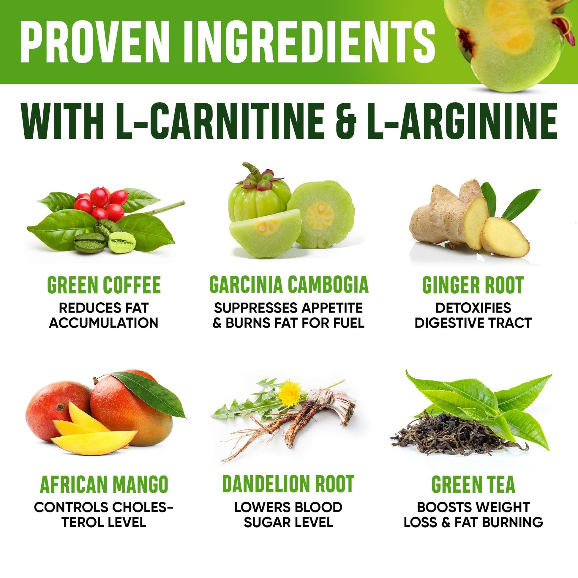 SHAPELINE Weight Loss Drops - Diet Drops 1 Fl Oz & 2 Fl Oz - Made in The USA - Appetite - Maple Wellness Supplements