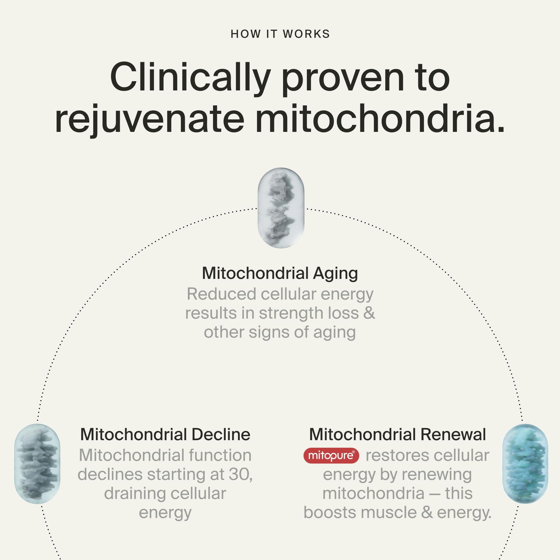 Timeline Mitopure Urolithin A Supplement Gummies - Clinically Proven Support for Healthy Aging Cellular Energy Muscle Strength and Longevity - Maple Wellness Supplements