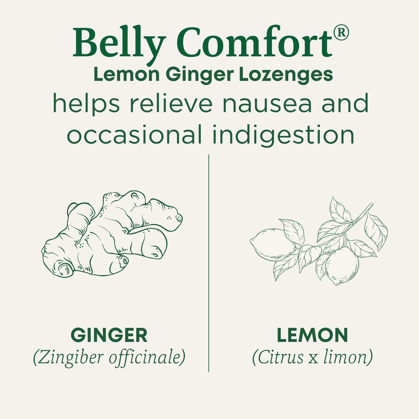 Traditional Medicinals Organic, Belly Comfort Lozenges, Lemon Ginger - Supports Nausea Relief and Occasional Indigestion - Non-GMO, Stimulant-Free - Maple Wellness Supplements