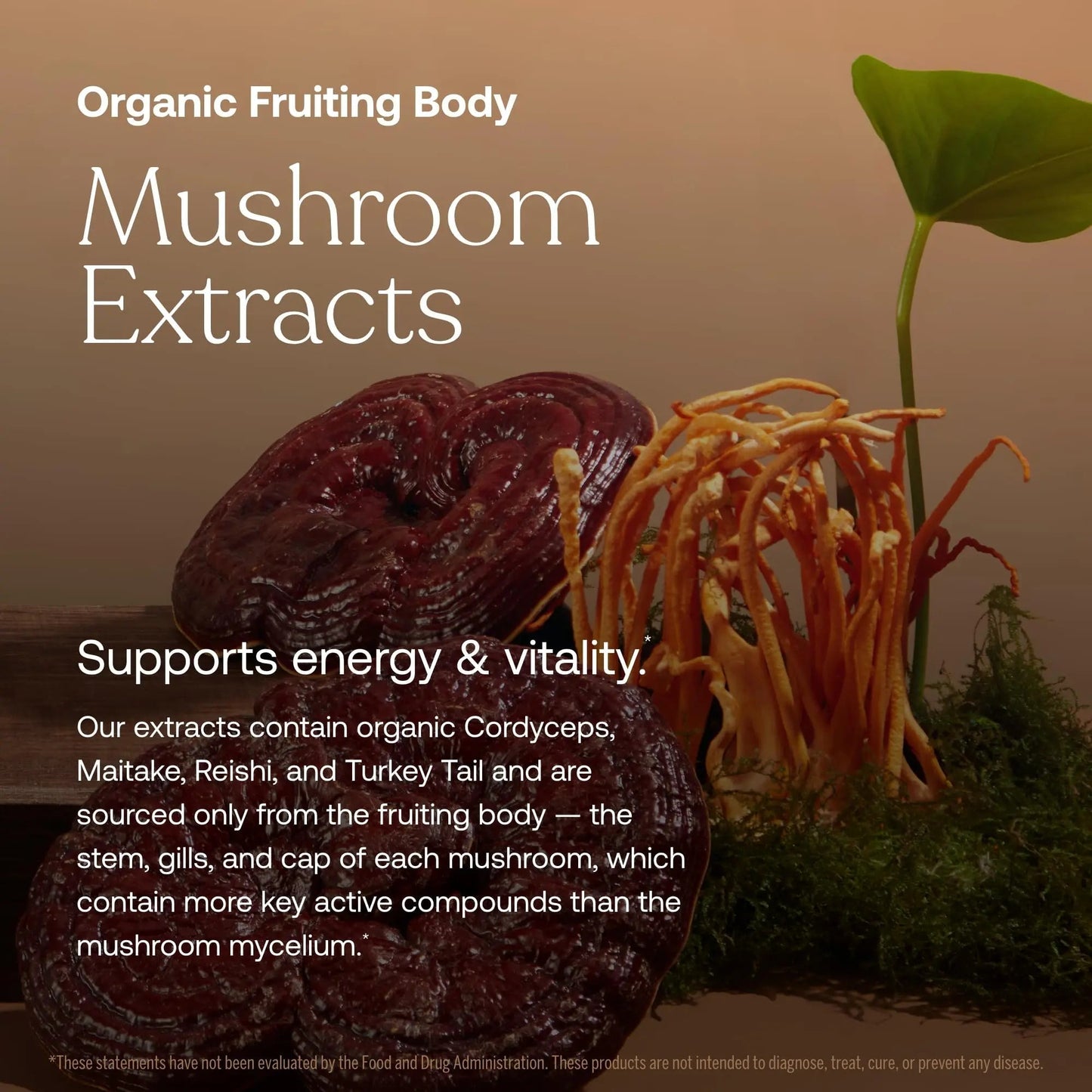 True Grace One Daily Women’s Multivitamin Fermented Minerals, Organic Adaptogens & Mushrooms Whole Body Balance, Immune, Energy, Beauty Support - Maple Wellness Supplements