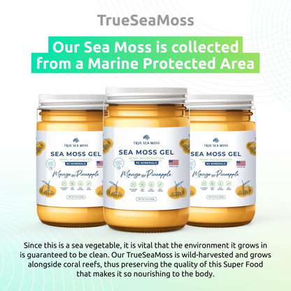 TrueSeaMoss Wildcrafted Irish Sea Moss Gel –7 Flavors- Nutritious Organic Raw - Maple Wellness Supplements