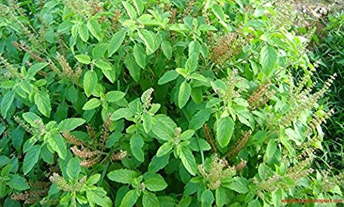 Tulsi - Holy Basil Supplement - Highest Potency, Maximum bio-availabilty, Made with Organic Herbs (Vegetarian Capsules, 120 Count) - Maple Wellness Supplements