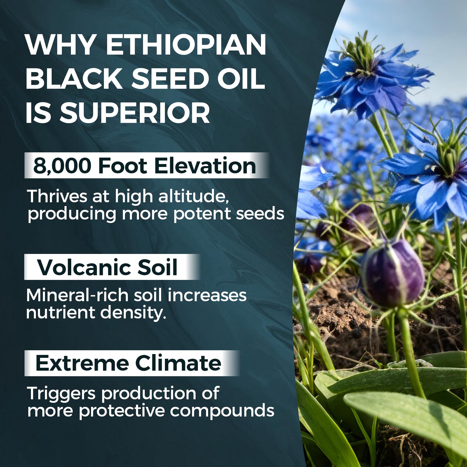 TUVAAZ PURELYNUTRIENT Ethiopian Black Seed Oil Capsules with 4.64% Thymoquinone, Immune Support & Digestion & Energy Booster - Maple Wellness Supplements