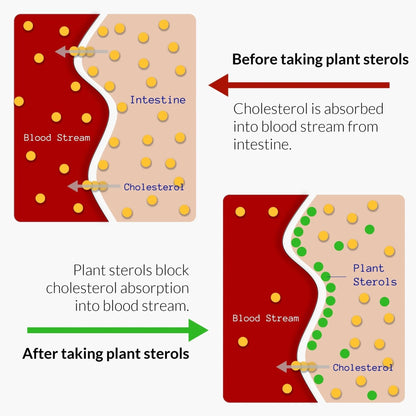UpNourish Plant Sterols Citrus Bergamot Supplement for High Cholesterol with CoQ10, Omega 3, Olive Leaf, Turmeric Curcumin, Black Garlic and Niacin - 120 Softgels - Maple Wellness Supplements