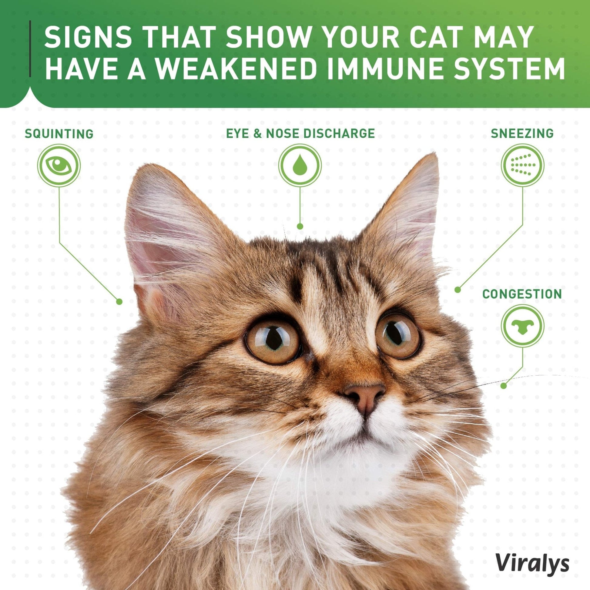 Vetoquinol Viralys Daily L-Lysine Powder for Cats and Kittens, Fish Flavored Lysine Supplement for Cats and Kittens to Support Immune Health - Maple Wellness Supplements