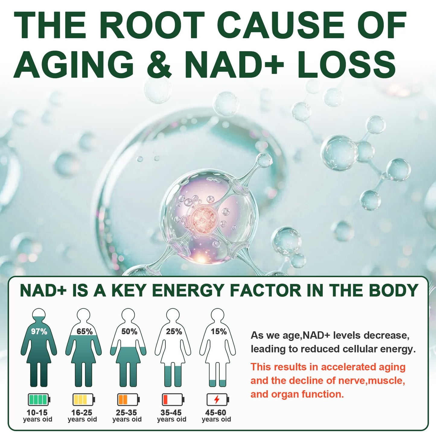 Vikaywoo NAD Supplement 1585 Mg -True NAD & Resveratrol, NMN Alternative Liposomal NAD+ for Women & Men, Support Cellular Health, Stamina & Healthy Aging - 120 Capsules - Maple Wellness Supplements