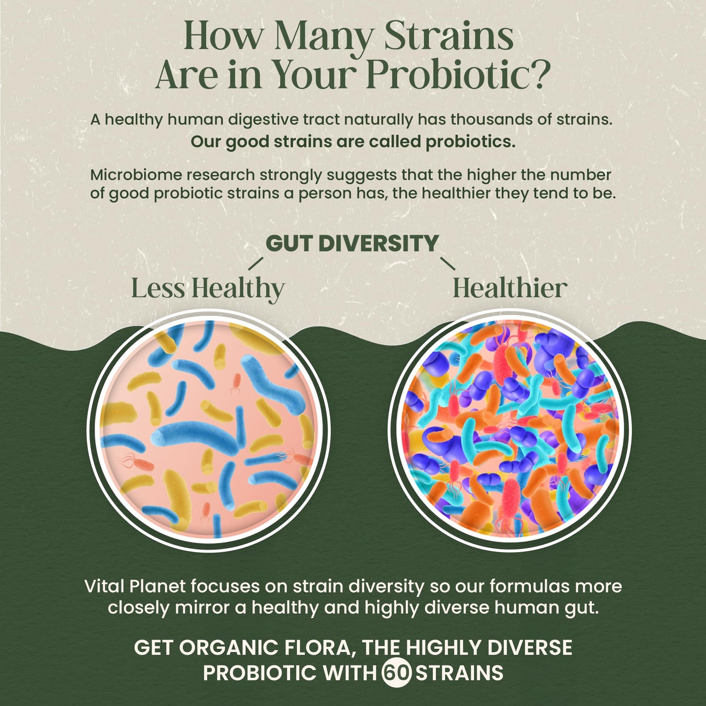 Vital Planet - Organic Flora Probiotics for Gut Health Balance, Shelf Stable Probiotic 30 Billion CFU, 60 Diverse Strains, Prebiotic Organic Mushroom Blend - Maple Wellness Supplements