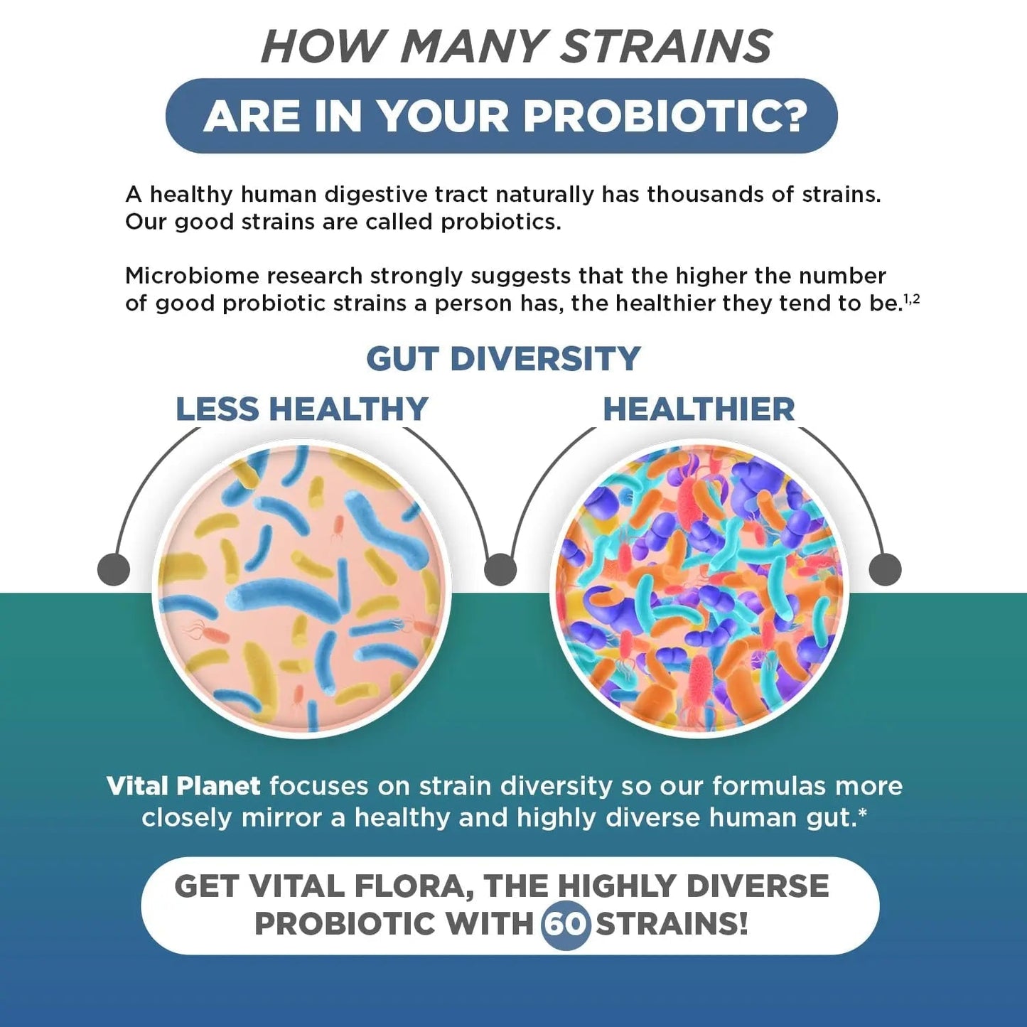Vital Planet - Vital Flora Ultra Daily Probiotic 60 Billion CFU, Diverse Strains, Organic Prebiotics, Immune Support, Bloating Relief, Digestive Health Probiotics for Women and Men 60 Capsules - Maple Wellness Supplements