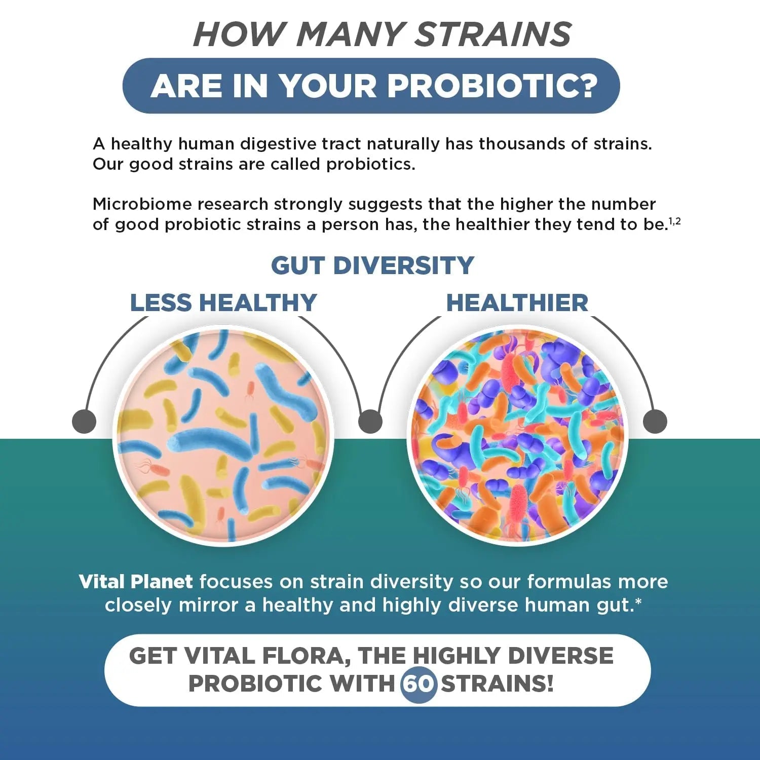 Vital Planet - Vital Flora Ultra Daily Probiotic 60 Billion CFU, Diverse Strains, Organic Prebiotics, Immune Support, Bloating Relief, Digestive Health Probiotics for Women and Men 60 Capsules - Maple Wellness Supplements
