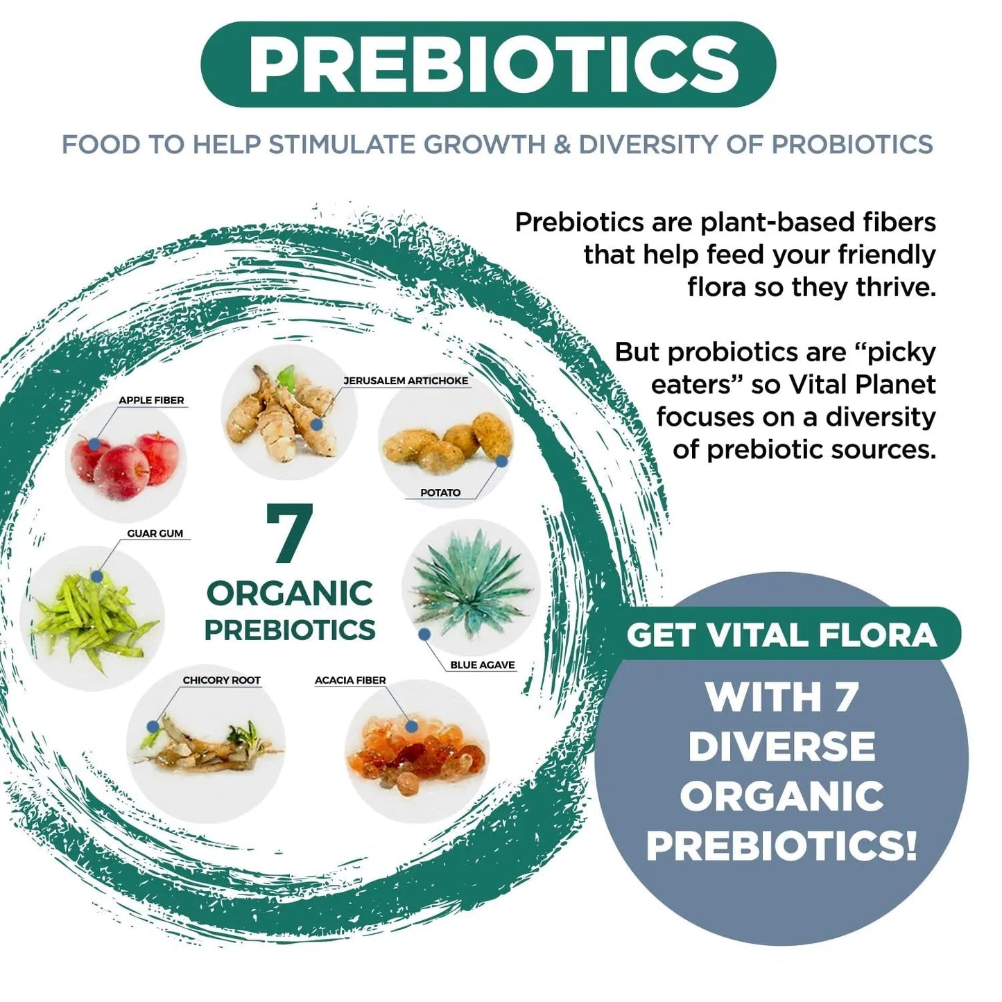 Vital Planet - Vital Flora Ultra Daily Probiotic 60 Billion CFU, Diverse Strains, Organic Prebiotics, Immune Support, Bloating Relief, Digestive Health Probiotics for Women and Men 60 Capsules - Maple Wellness Supplements