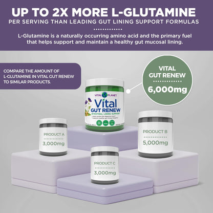 Vital Planet - Vital Gut Renew Powder Supplement for Leaky Gut Repair with L-Glutamine, Marshmallow and Ginger Root, DGL Licorice Root and Organic - Maple Wellness Supplements