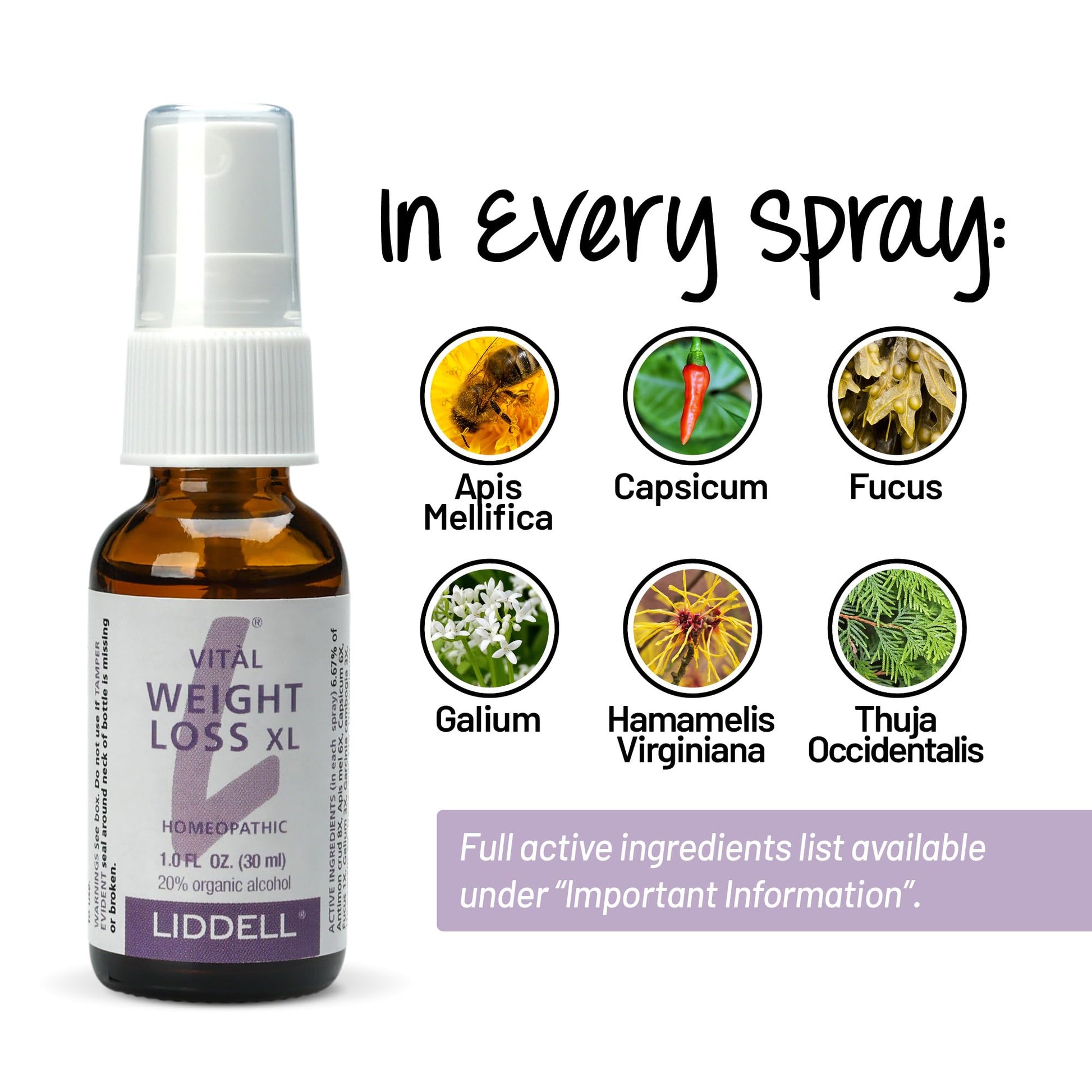 VITL Weight Loss XL Liddell Homeopathic 1 oz Liquid - Maple Wellness Supplements