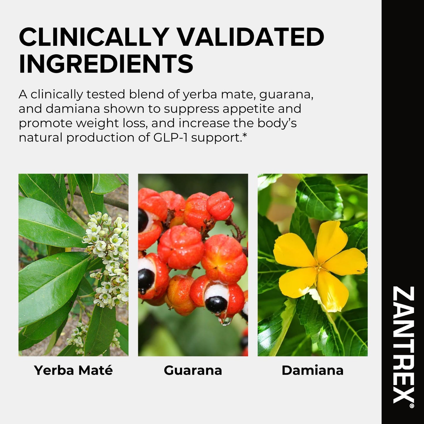 Zantrex Black – Naturally Boost & Metabolism Support | Thermogenic Energy, Formula | 60 Pills - Maple Wellness Supplements
